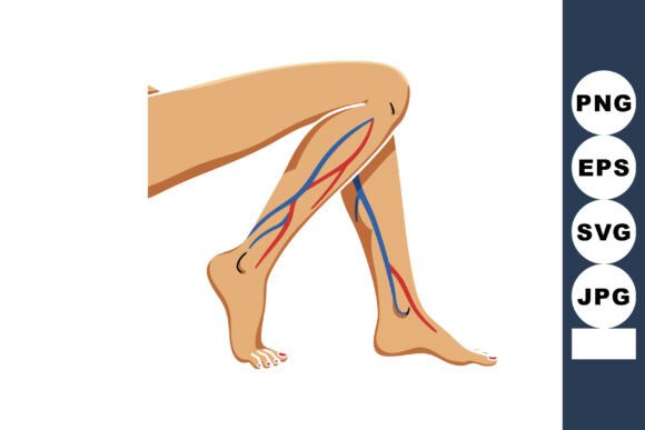 Human Leg Veins and Arteries Medical Ana